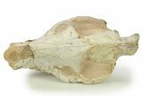 Fossil Oreodont (Merycoidodon) Skull - South Dakota #284203-5